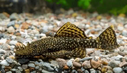 Photo of free Ancistrus and two yoyo loach (Farnham GU9) #1