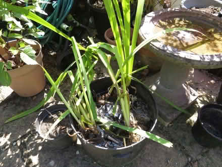 Photo of free Pond Iris Plant (Downley HP13) #1