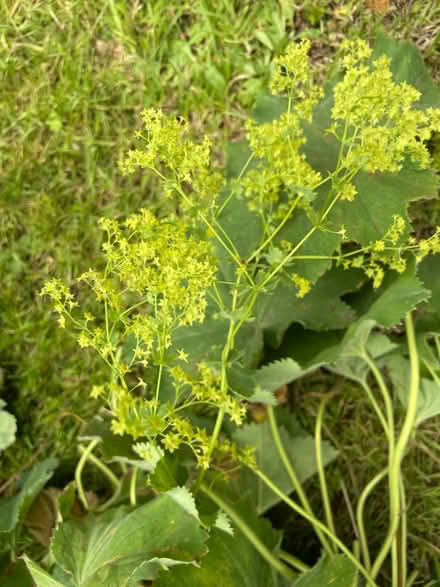 Photo of free Alchemilla Mollis / Lady’s Mantle (Bannockburn FK7) #2