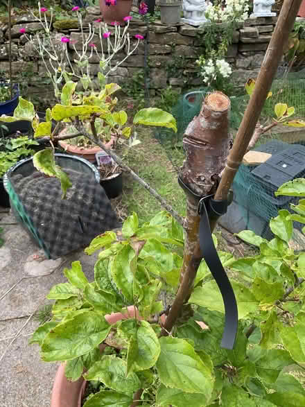 Photo of free Apple Tree (Leeds LS14) #2