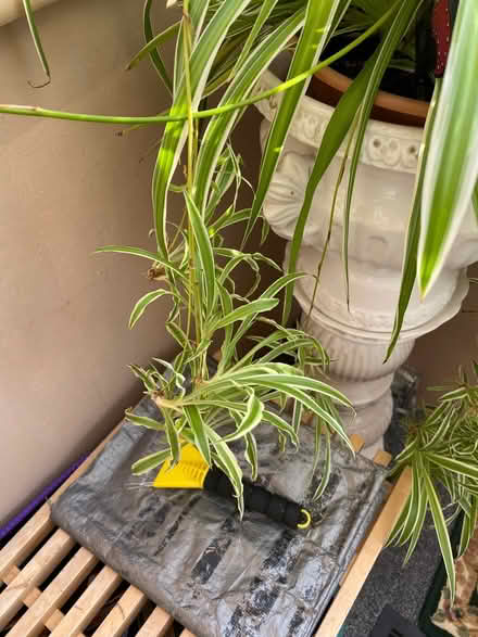 Photo of free Baby spider plants (Hildenborough TN11) #1