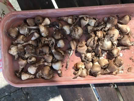 Photo of free Daffodil bulbs (Wallands Park BN7) #1