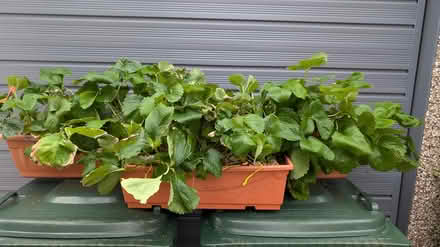 Photo of free strawberrys (Bare) #2