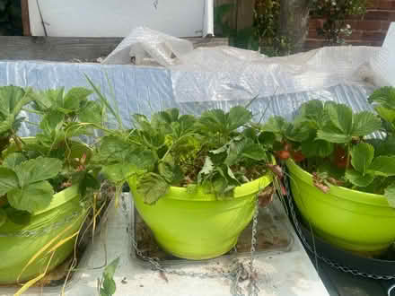 Photo of free Strawberry plants (Kimberley NG16) #1