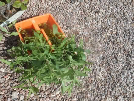 Photo of free Fresh Mint (Trench TF2) #1
