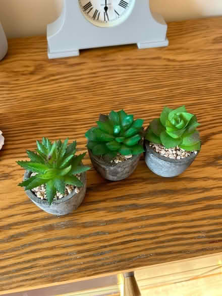 Photo of free Three fake cacti (Ealing W5) #1