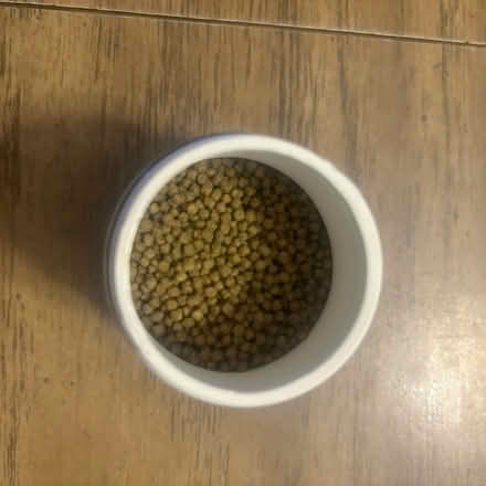 Photo of free Betta fish food (Glenside) #2