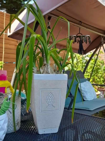 Photo of free Pregnant onion plant (Springfield , MK6) #1