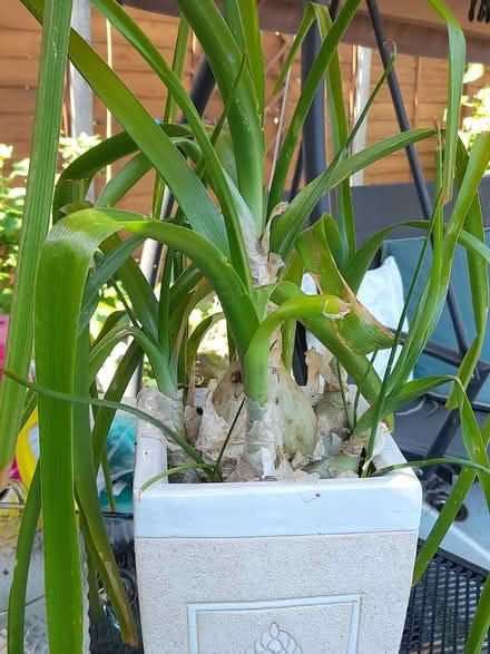 Photo of free Pregnant onion plant (Springfield , MK6) #2