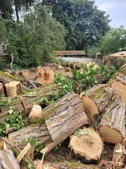 Photo of free wood (Northgate) #3
