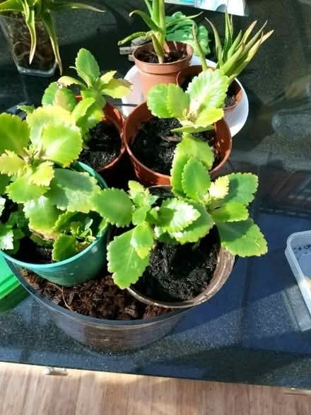 Photo of free More cuttings from my plants (Blackhall EH4) #1