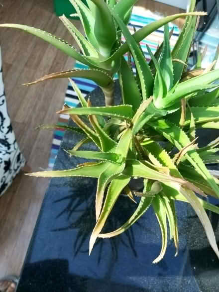 Photo of free Aloe Vera cuttings (Blackhall EH4) #1