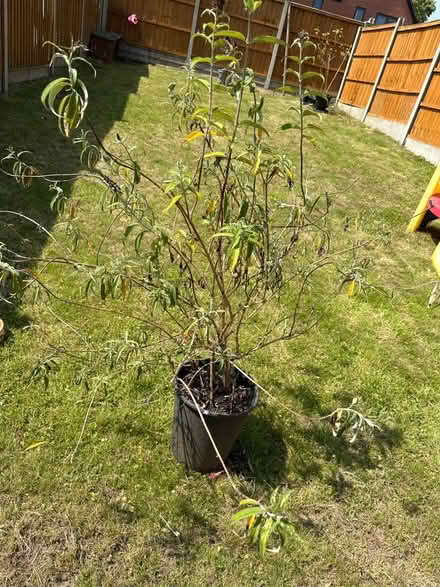 Photo of free Plant (Birmingham Tyseley B11) #2