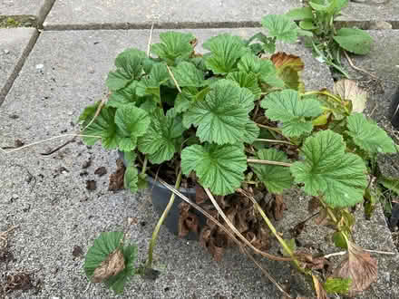 Photo of free Outdoor Plant (Leeds LS14) #1