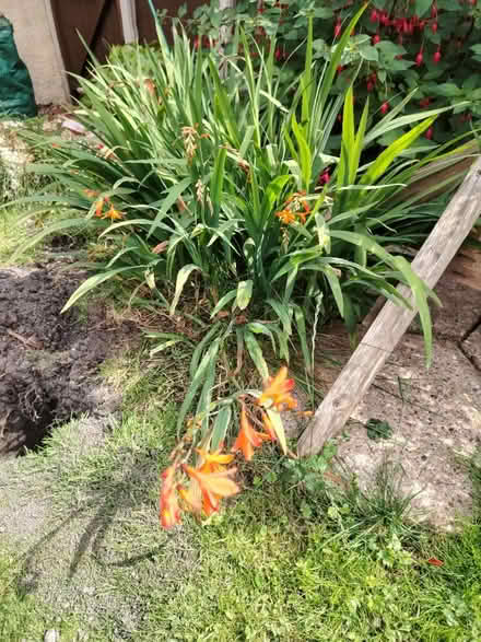 Photo of free Crocosmia plant (Horeshay) #1