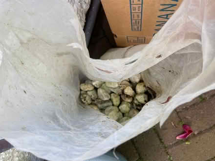 Photo of free Plant pots - various, plastic (Cockermouth CA13) #2