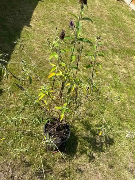 Photo of free Plant (Birmingham Tyseley B11) #1