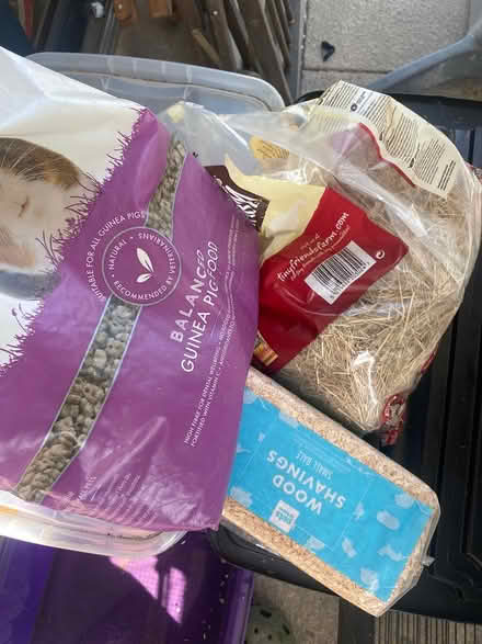 Photo of free Rodent pet care (London Kings Cross N1C) #1