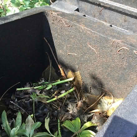 Photo of free Tall compost bin, nearly full (Kenton, Middlesex) #3