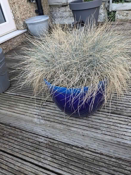 Photo of free Outdoor pot (South West London) #1