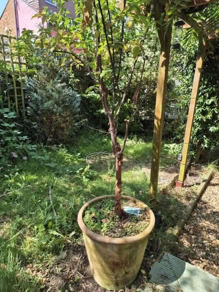 Photo of free Large paper bark tree (West Harrow) #1