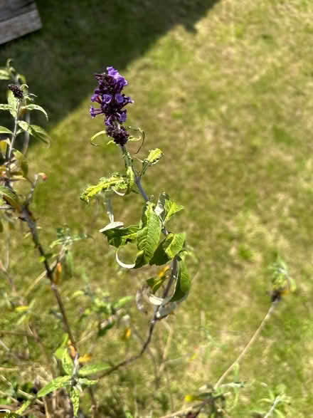 Photo of free Plant (Birmingham Tyseley B11) #3