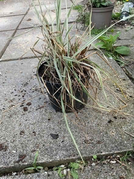 Photo of free Ornamental Grass (Leeds LS14) #1