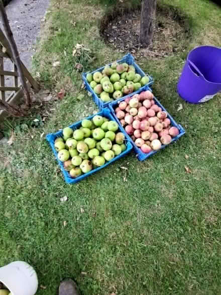 Photo of free Fallen apples , for animals? (Causeway End MK43) #1