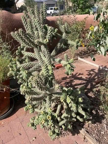 Photo of free Happy cholla cactus (Nob Hill - Gibson & Carlisle) #1