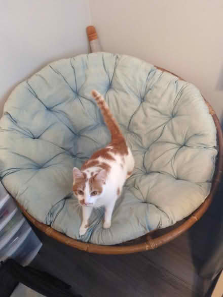 Photo of free Papasan (Capitol Hill) #2