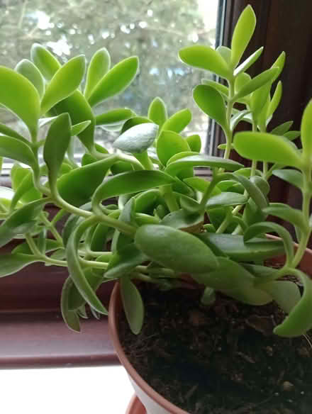 Photo of free Succulent plants 9 altogether (Stone Cross BN23) #1