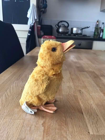 Photo of free cute hick (Elephant / Walworth - SE17) #1