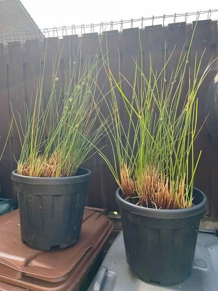 Photo of free Rush plant - Juncus Effusus (Idle) #2