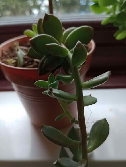 Photo of free Succulent plants 9 altogether (Stone Cross BN23) #2