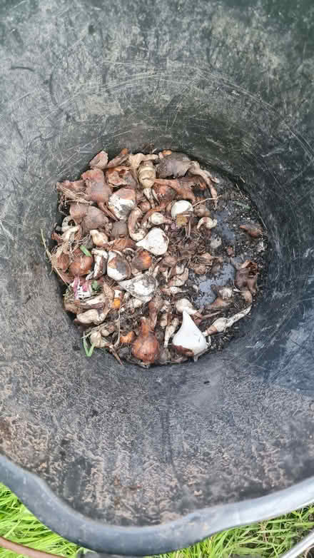 Photo of free Crocosmia bulbs (and other mixed bulbs) (Romiley SK6) #3