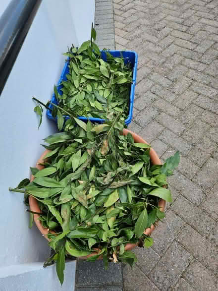 Photo of free Fresh Bay Leaves (Loughton IG10) #1
