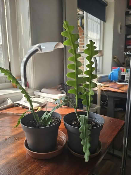 Photo of free Two flowers (Southampton SO16) #1