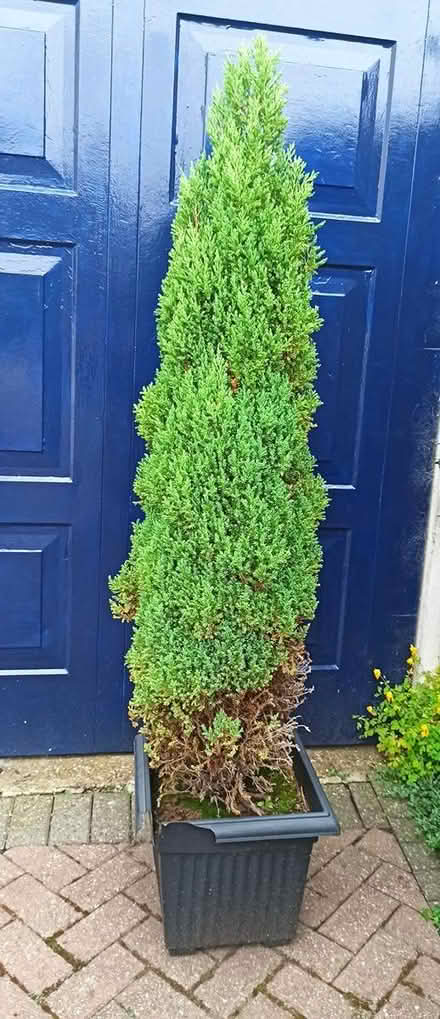 Photo of free Juniper tree (Handsacre WS15) #1