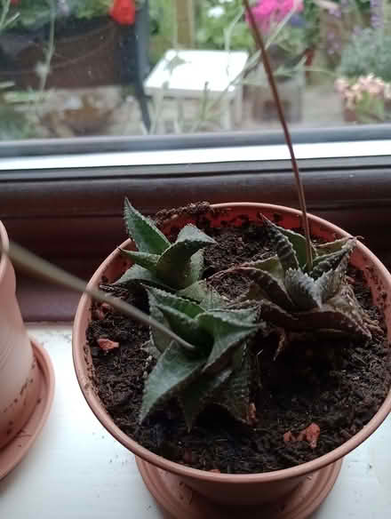 Photo of free Succulent plants 9 altogether (Stone Cross BN23) #3