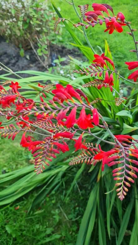 Photo of free Crocosmia bulbs (and other mixed bulbs) (Romiley SK6) #2