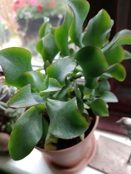 Photo of free Succulent plants 9 altogether (Stone Cross BN23) #4