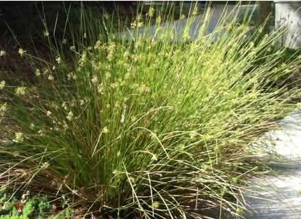 Photo of free Rush plant - Juncus Effusus (Idle) #3