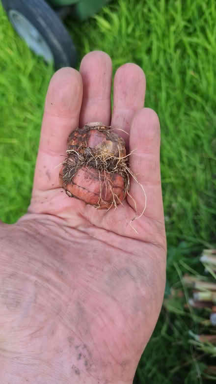 Photo of free Crocosmia bulbs (and other mixed bulbs) (Romiley SK6) #4