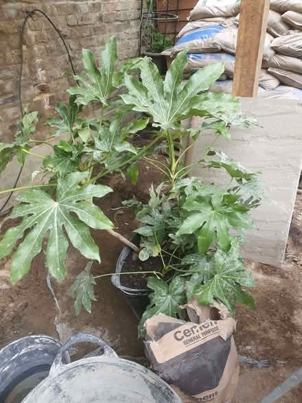 Photo of free Fatsia Japonica (South Kensington W8) #1