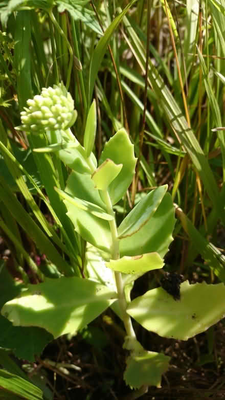 Photo of free Garden Plant - Sedum (Morecambe LA4) #1