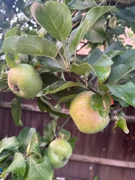 Photo of free Apple 🍏 (Barnes Bridge) #2
