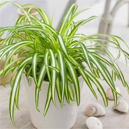 Photo of free spider plants (Malvern Link WR14) #1