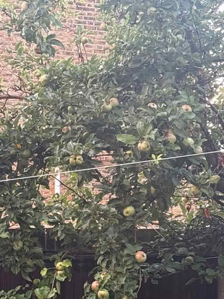 Photo of free Apple 🍏 (Barnes Bridge) #1
