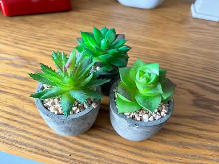 Photo of free Fake plants mini (Ealing W5) #1