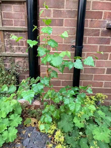 Photo of free Birch sapling (Malvern Link WR14) #1